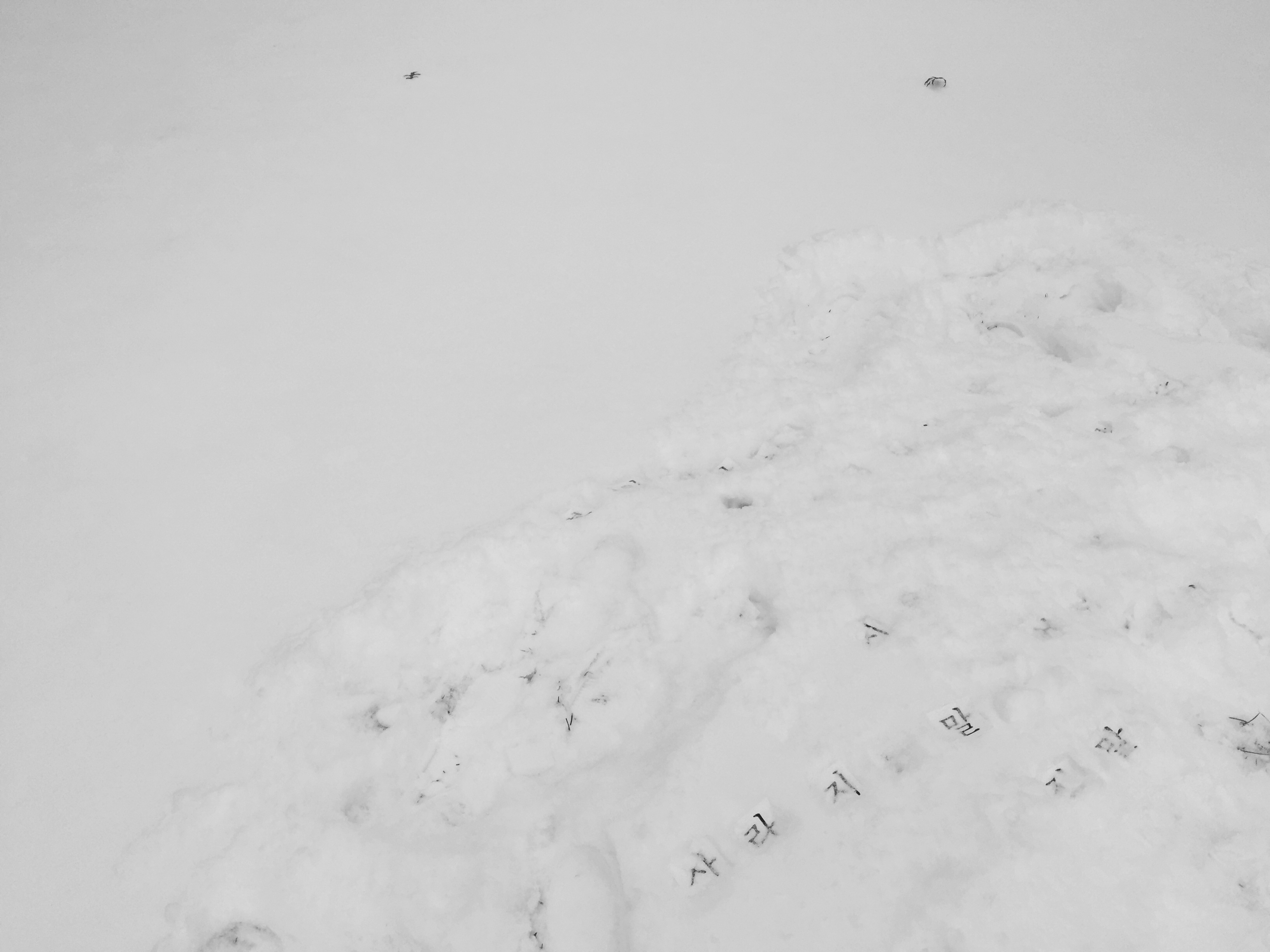 8D53D93C-1F76-4A8D-AA91-CF2AD1E4DB4E